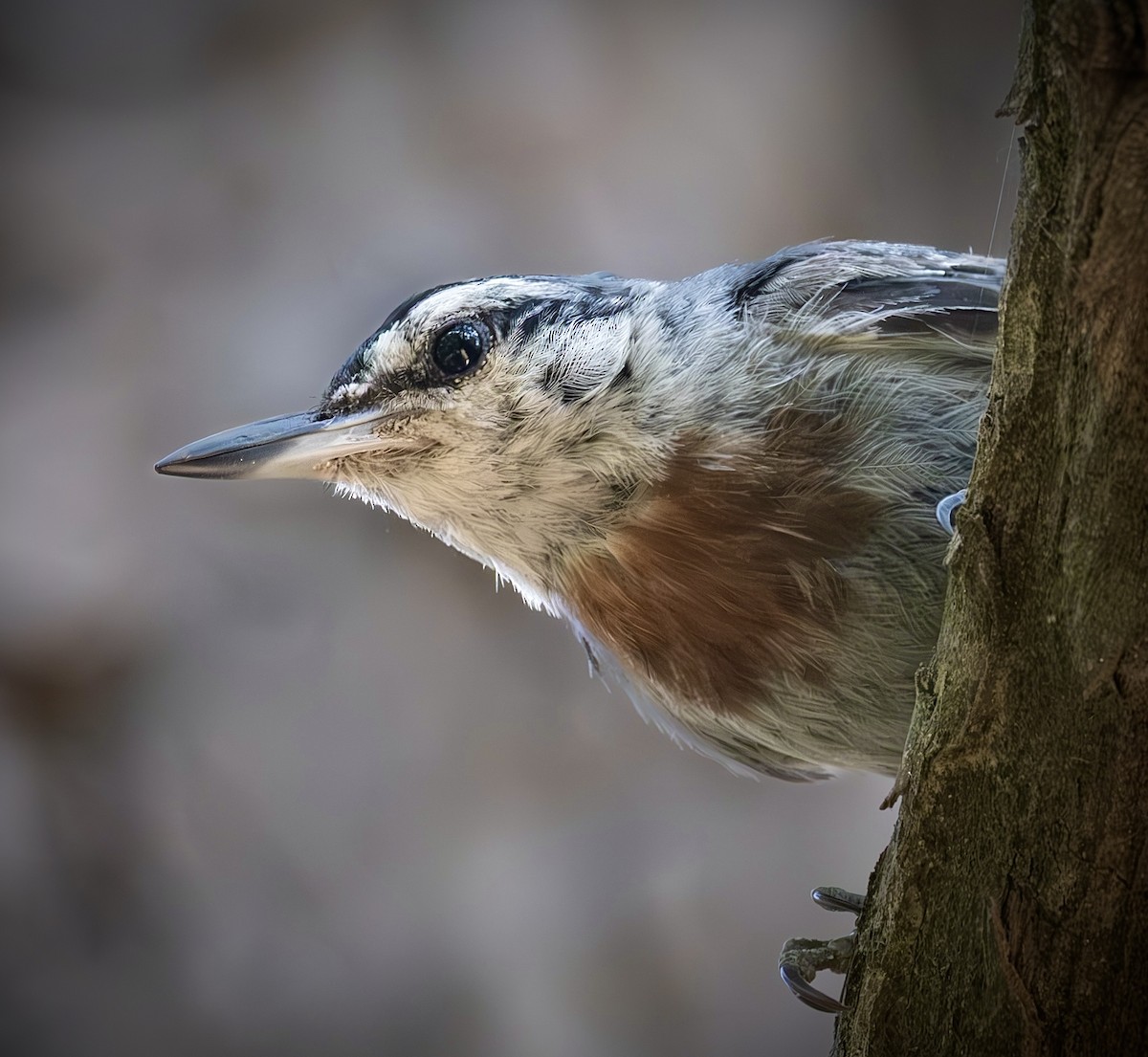 Krüper's Nuthatch - ML637544432