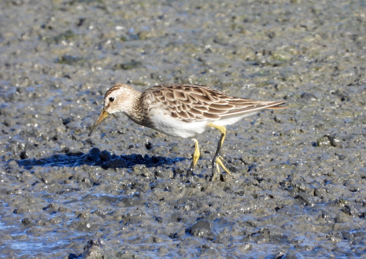 Pectoral Sandpiper - ML637544489