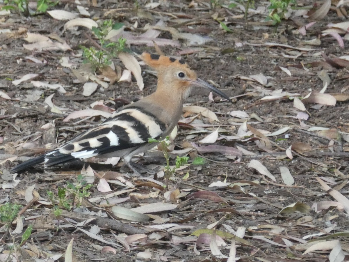 Eurasian Hoopoe - ML637544490