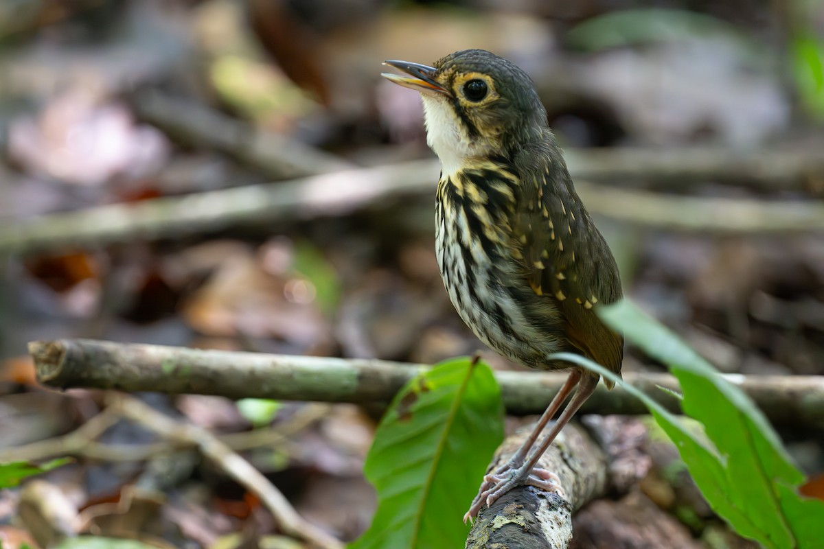 Streak-chested Antpitta - ML637544508