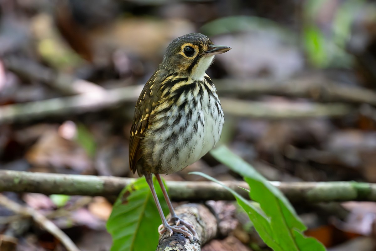 Streak-chested Antpitta - ML637544509