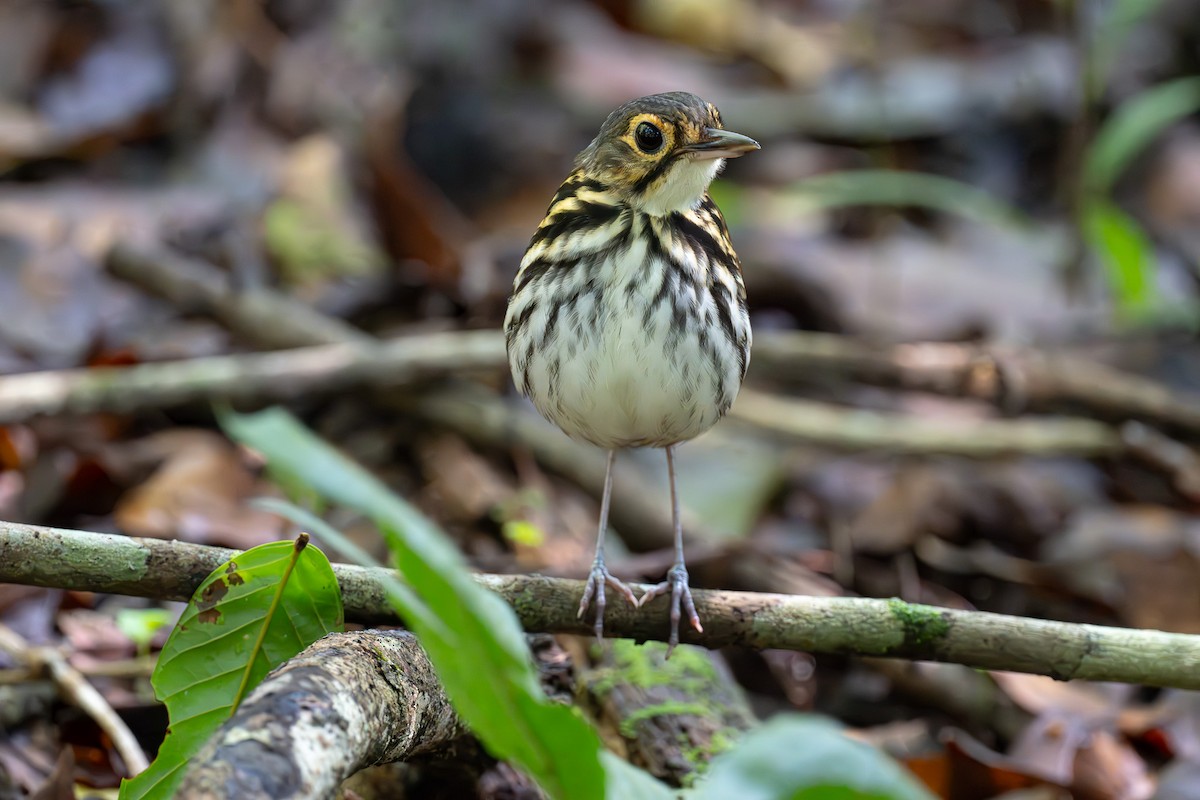 Streak-chested Antpitta - ML637544511