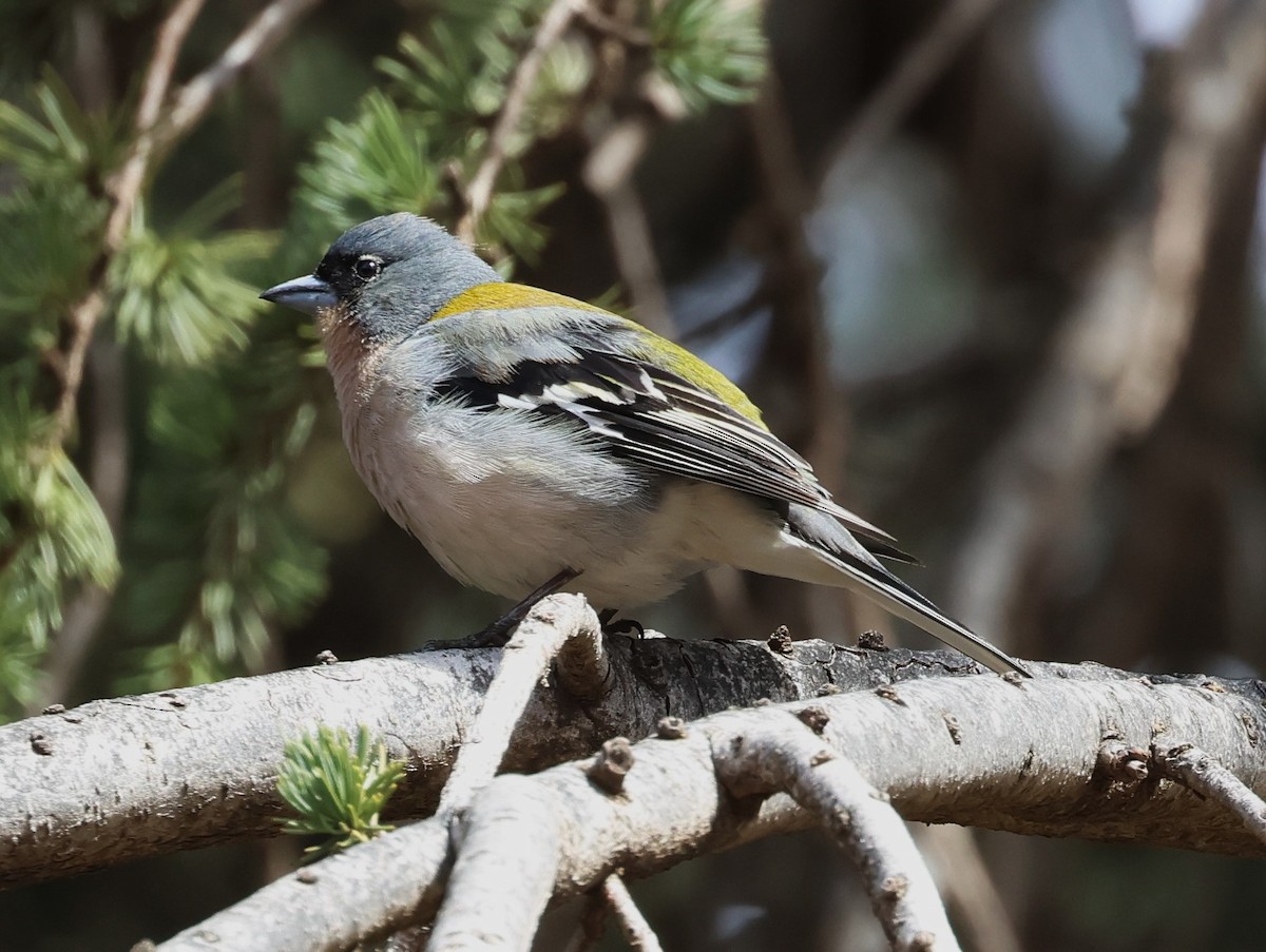 African Chaffinch - ML637544621