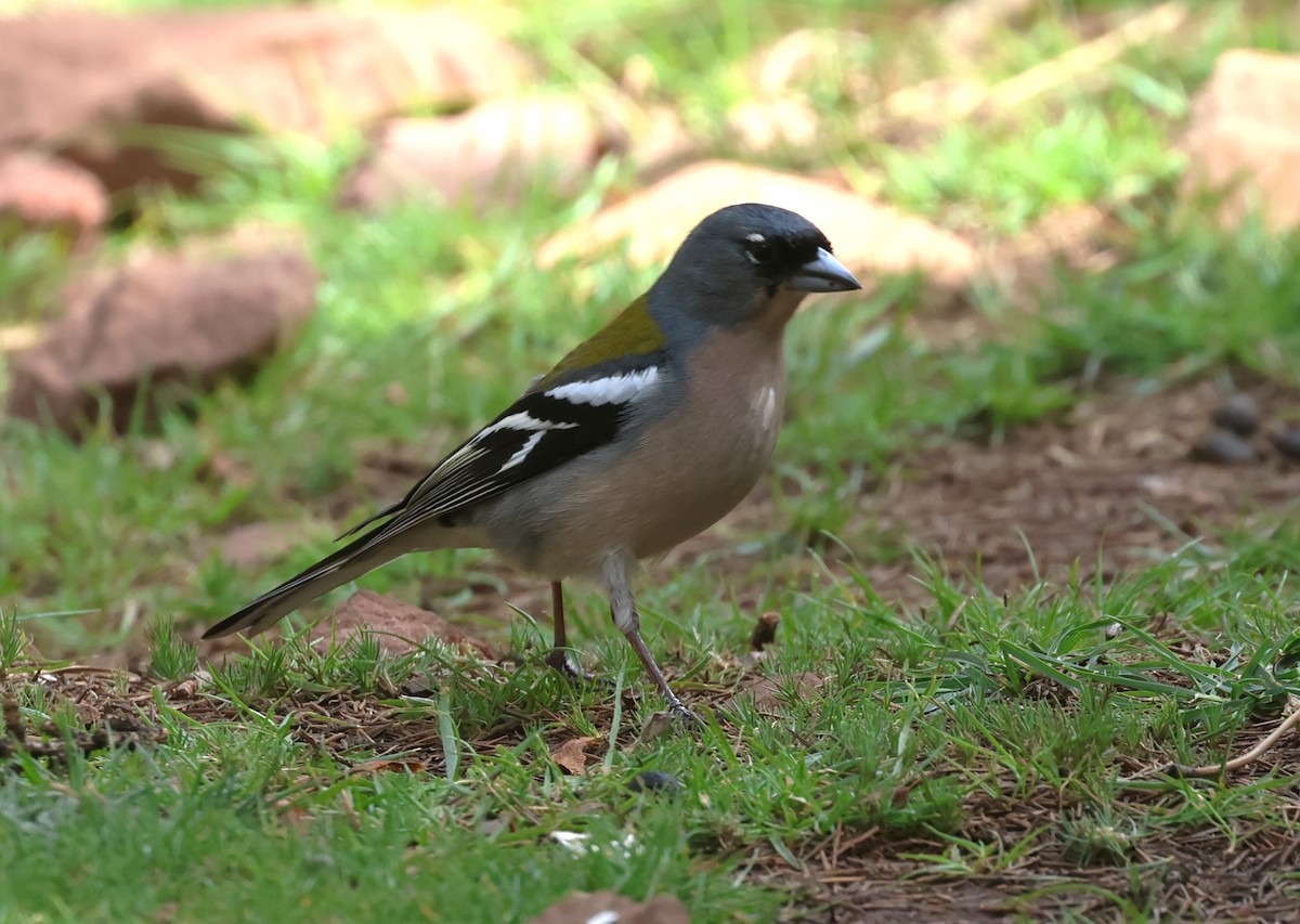 African Chaffinch - ML637544623