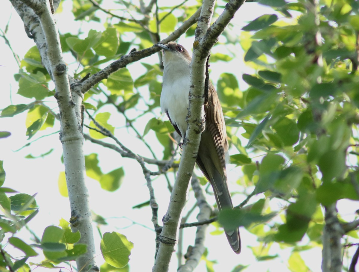 Black-billed Cuckoo - ML637544648