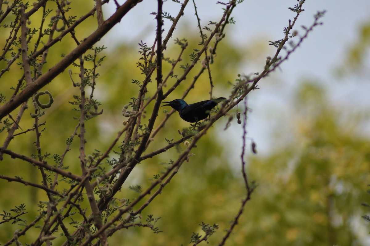 Purple Sunbird - ML637544681