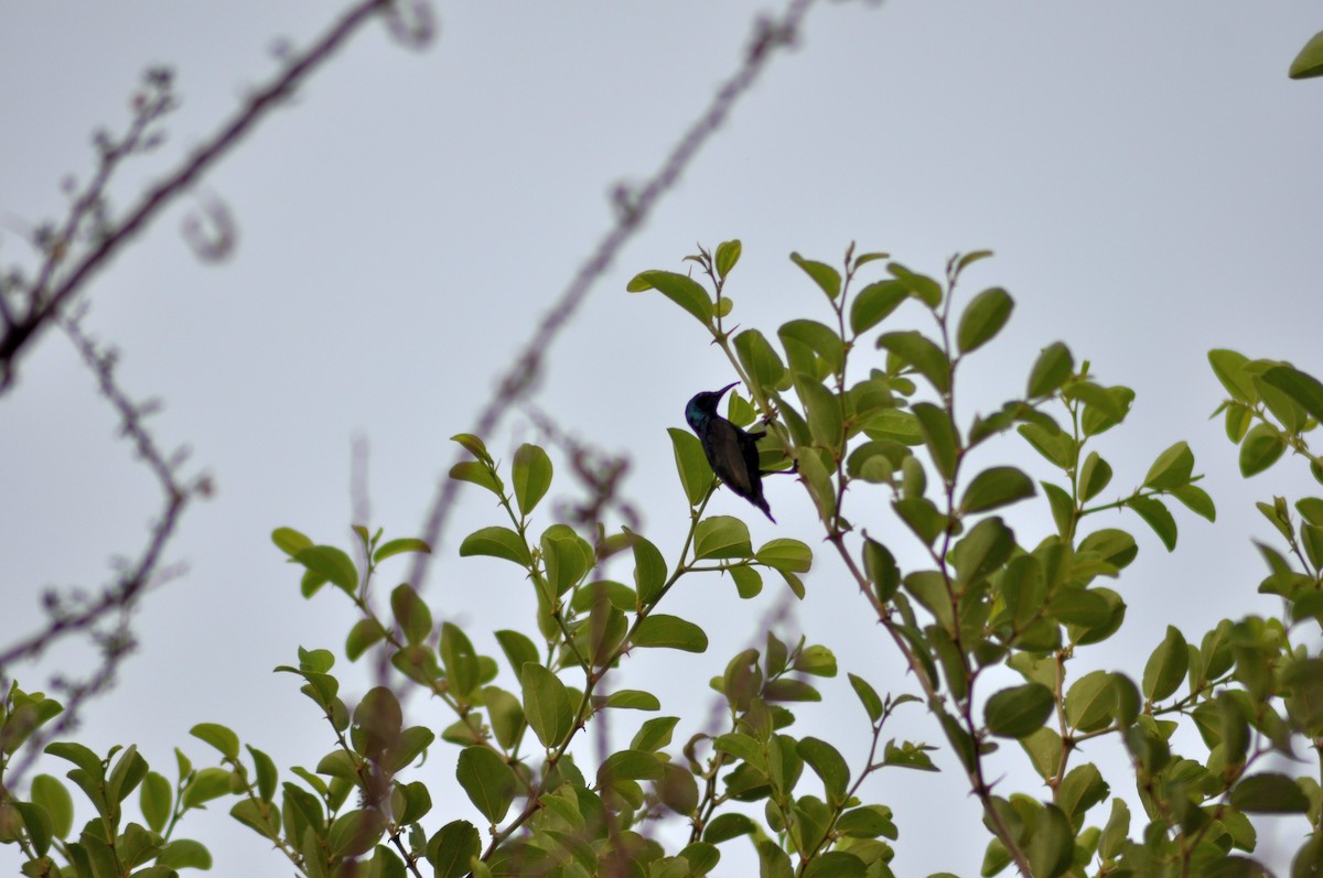 Purple Sunbird - ML637544682