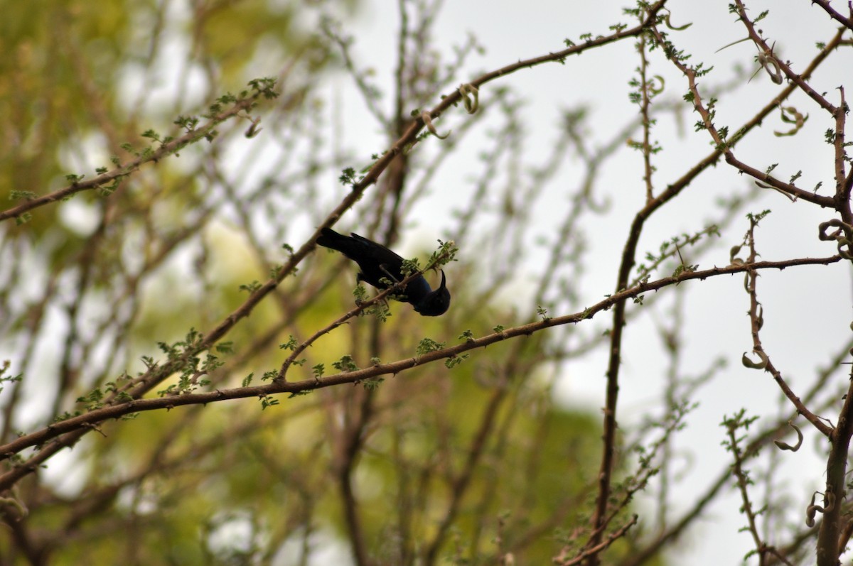 Purple Sunbird - ML637544683