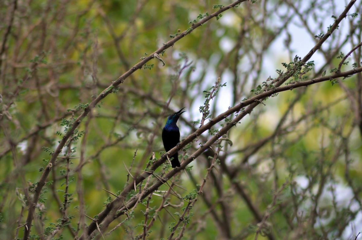 Purple Sunbird - ML637544684