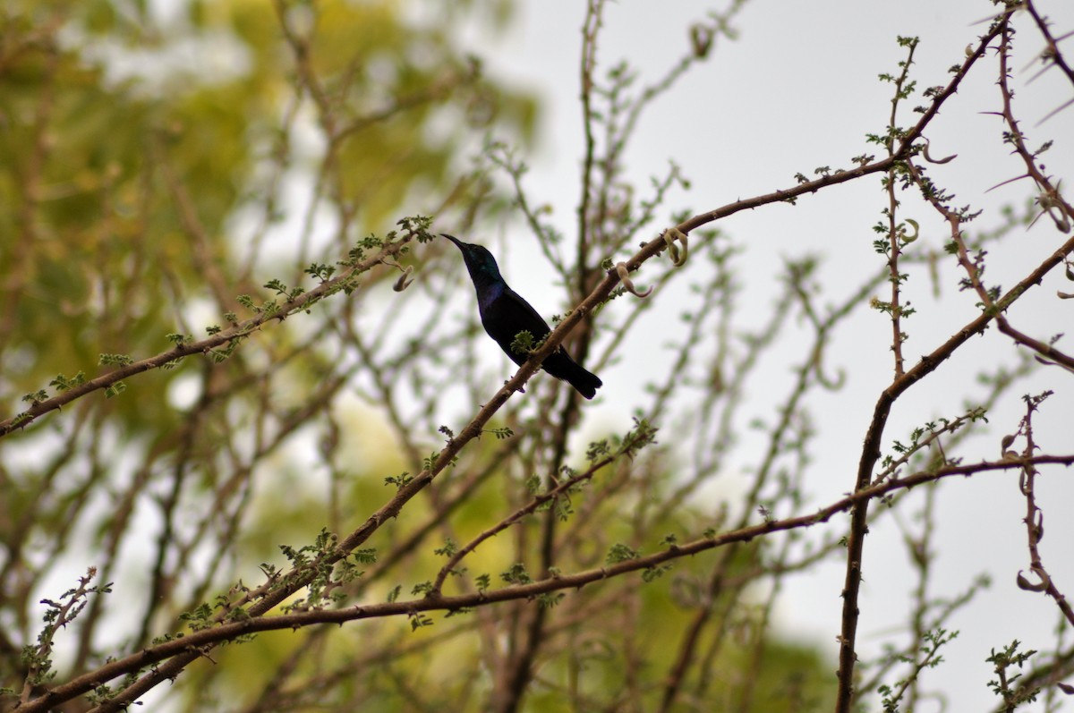 Purple Sunbird - ML637544687