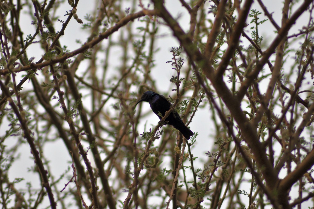 Purple Sunbird - ML637544689