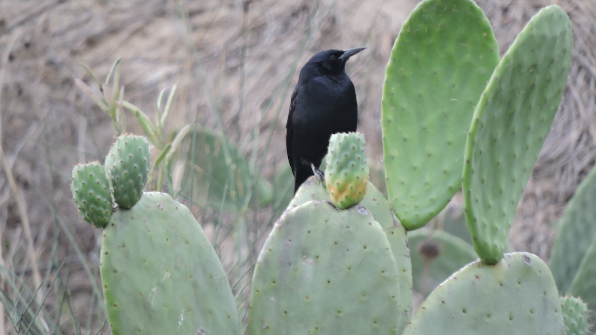Scrub Blackbird - ML637544697