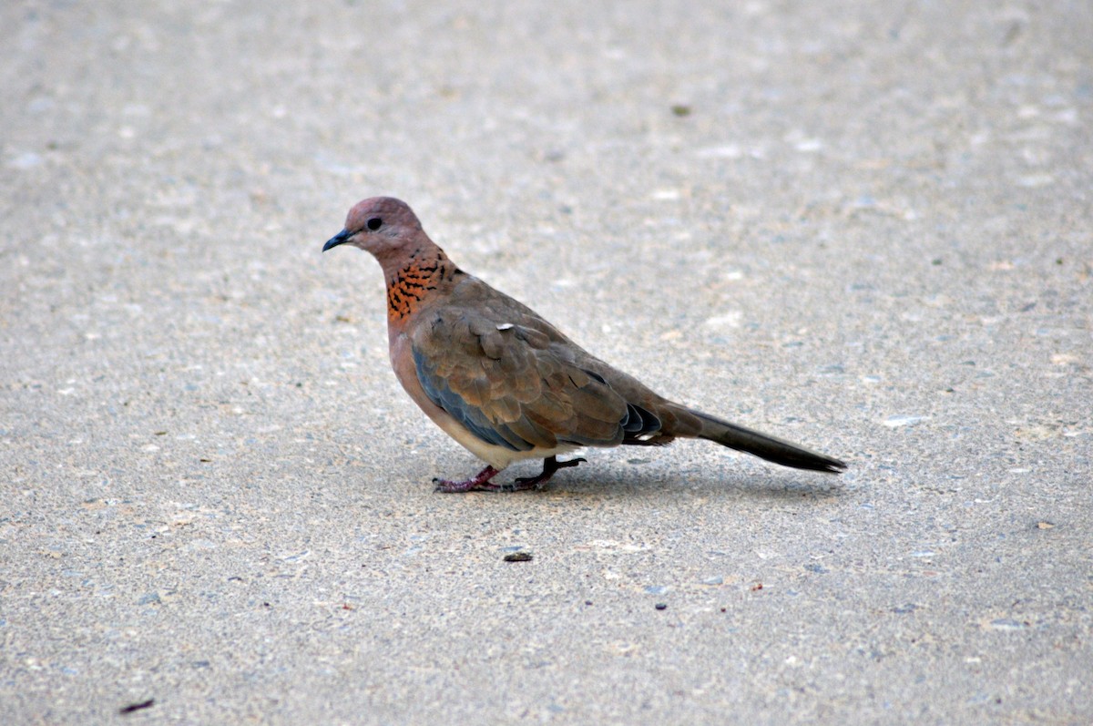 Laughing Dove - ML637544700