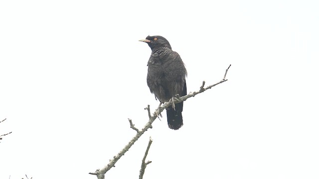 Crested Myna - ML637544740