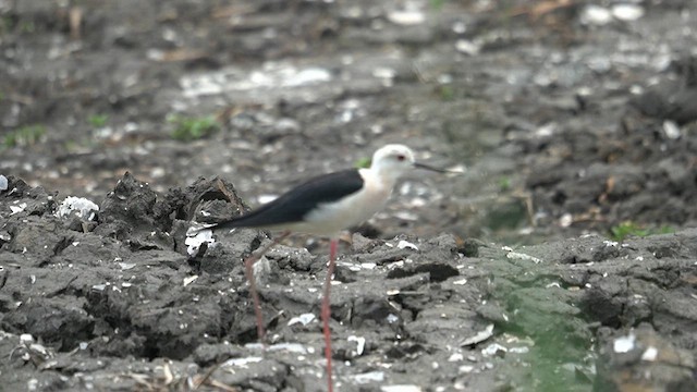 Black-winged Stilt - ML637544749