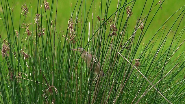 Yellow Bittern - ML637544752