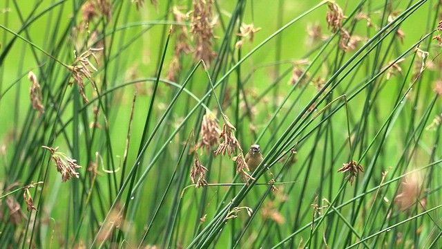 Scaly-breasted Munia (Scaled) - ML637544755
