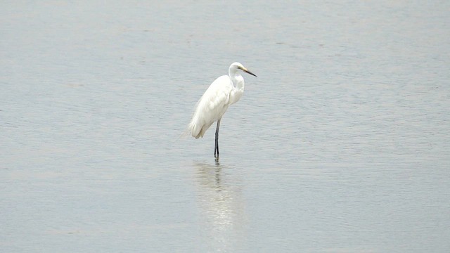 Great Egret (modesta) - ML637544768