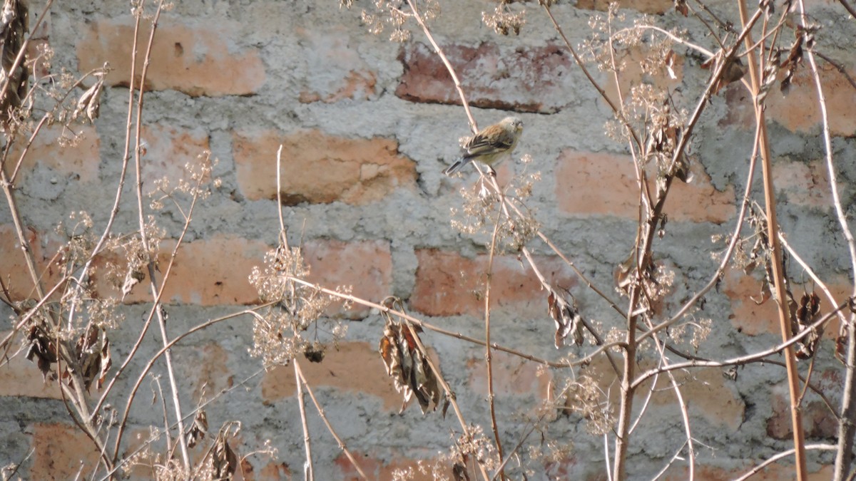 Band-tailed Seedeater - ML637544783