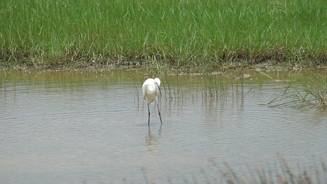 Medium Egret - ML637544808