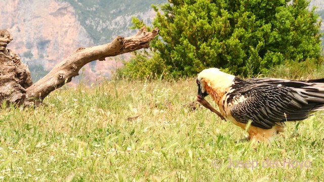 Bearded Vulture (Eurasian) - ML637544834