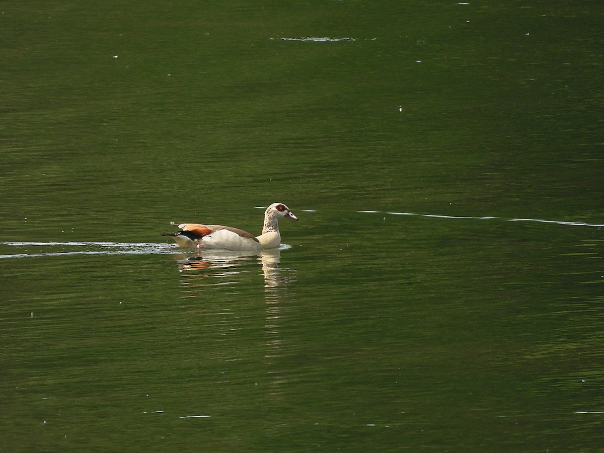 Egyptian Goose - ML637544851