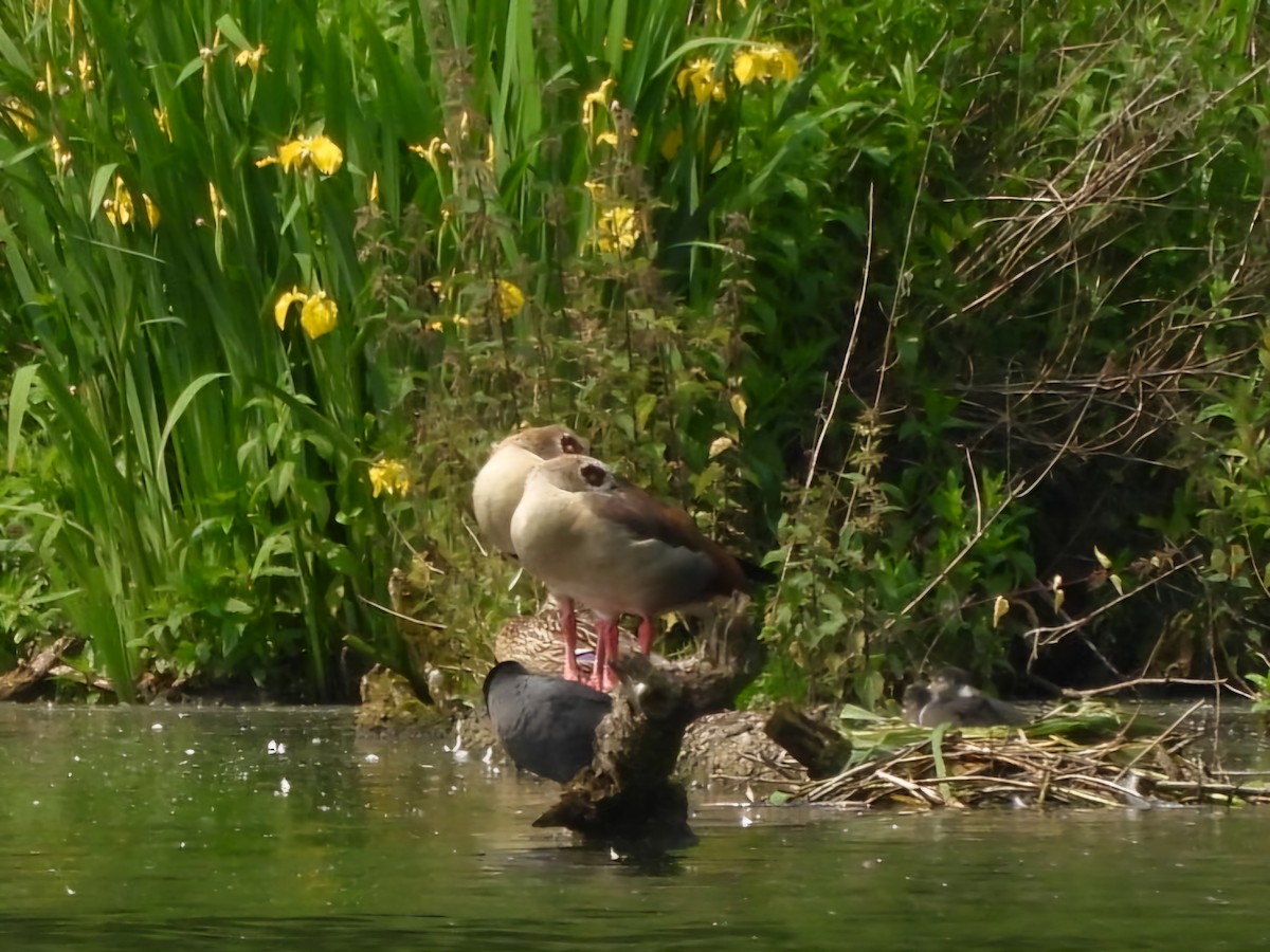 Egyptian Goose - ML637544852