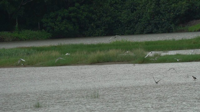 Whiskered Tern - ML637544867
