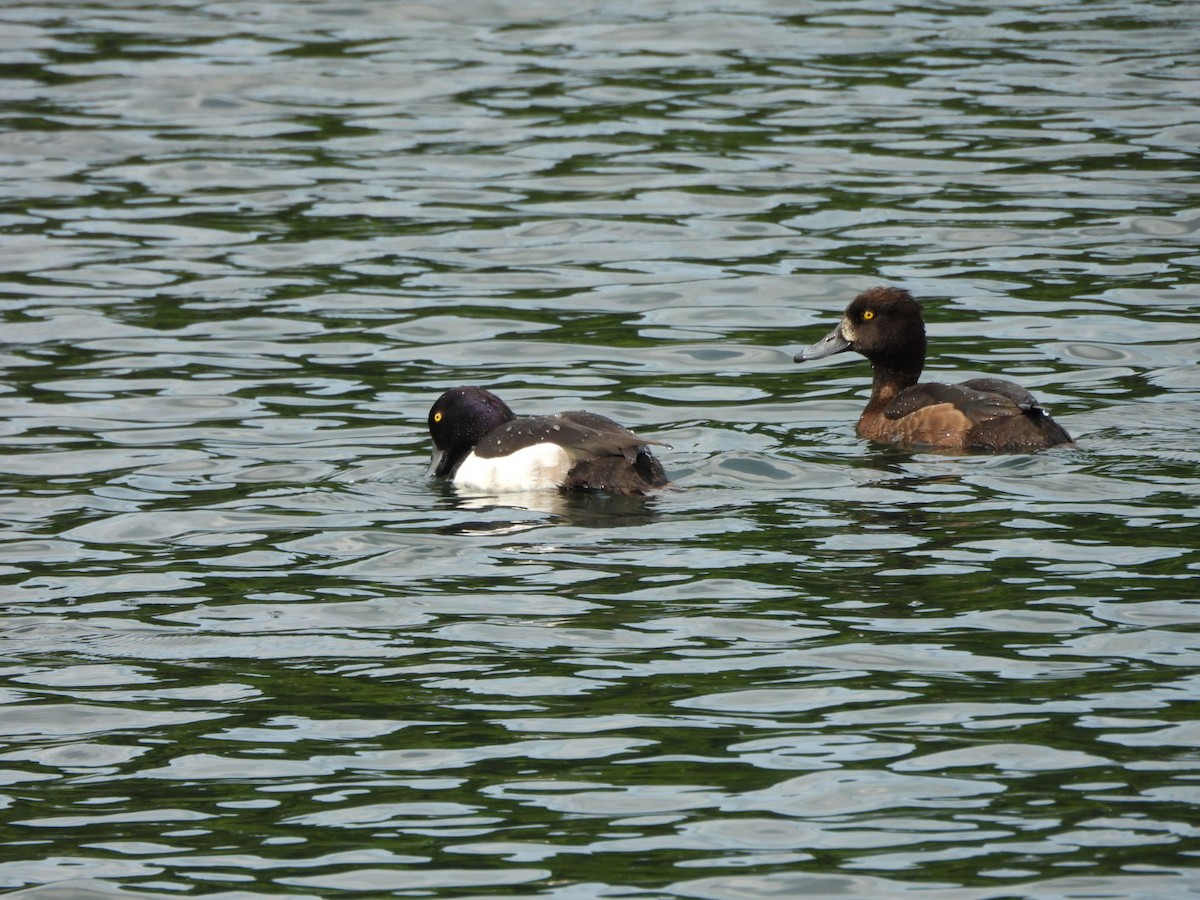 Tufted Duck - ML637544891