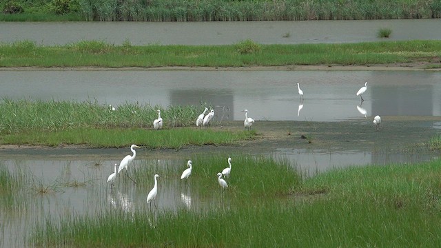 Little Egret (Western) - ML637544892