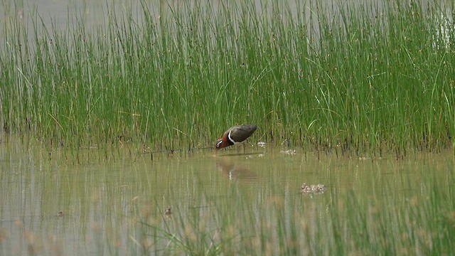 Greater Painted-Snipe - ML637544897