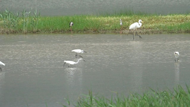 Little Egret (Western) - ML637544901