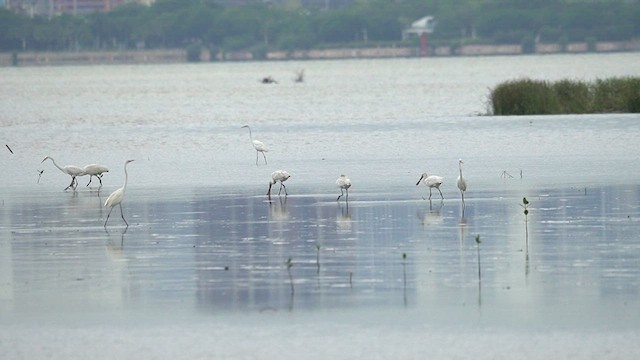 クロツラヘラサギ - ML637544915