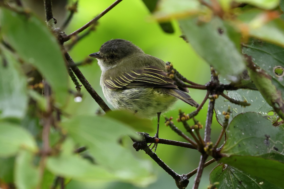 Mistletoe Tyrannulet - ML637544965