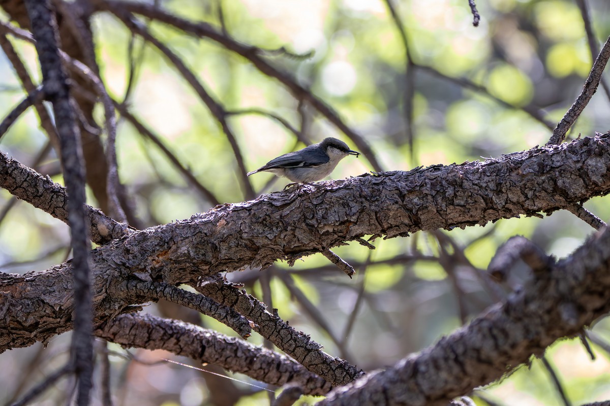 Pygmy Nuthatch - ML637544966