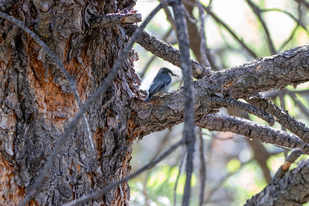 Pygmy Nuthatch - ML637544967