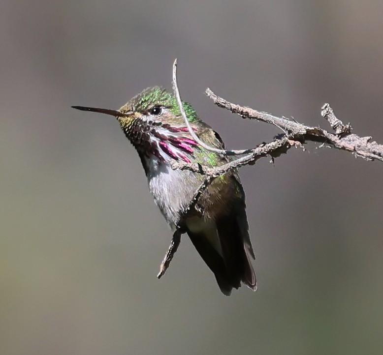 Calliope Hummingbird - ML637544968