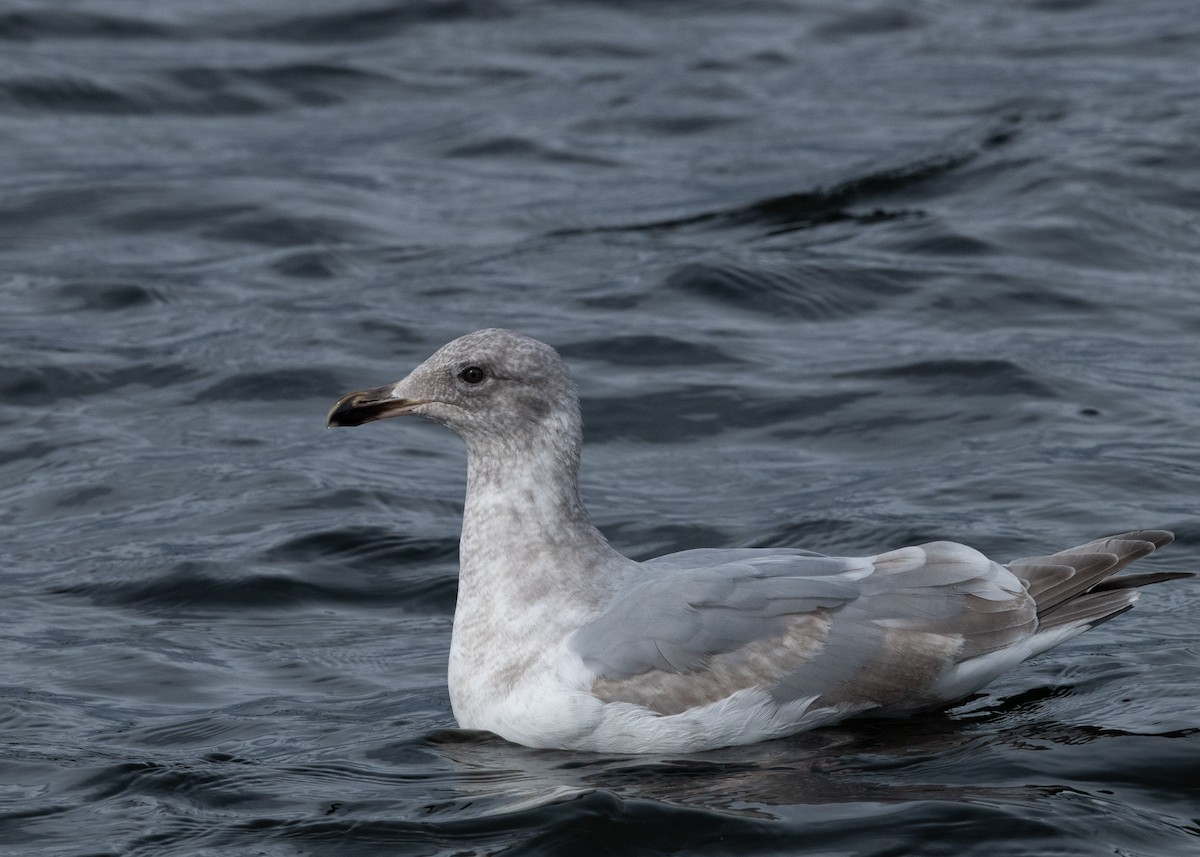 Glaucous-winged Gull - ML637544972