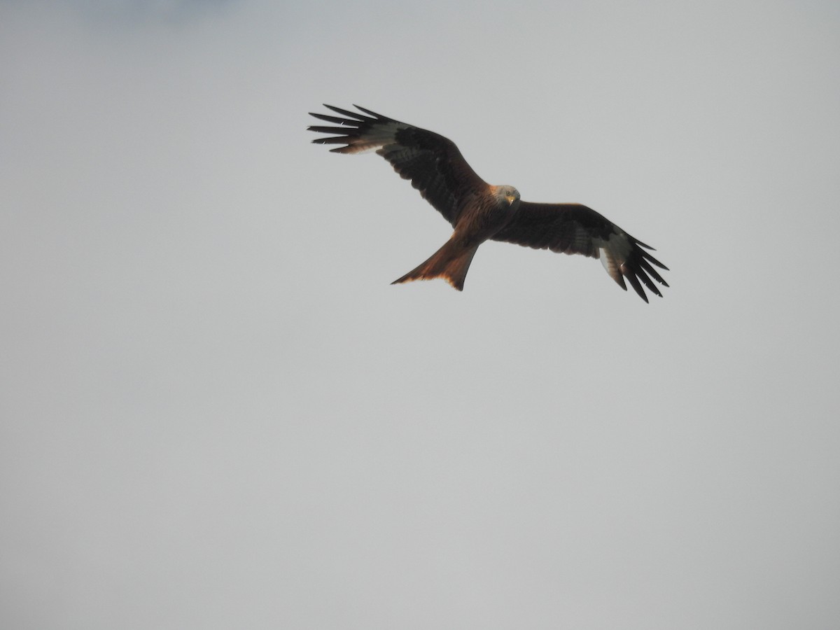 Red Kite - ML637544979