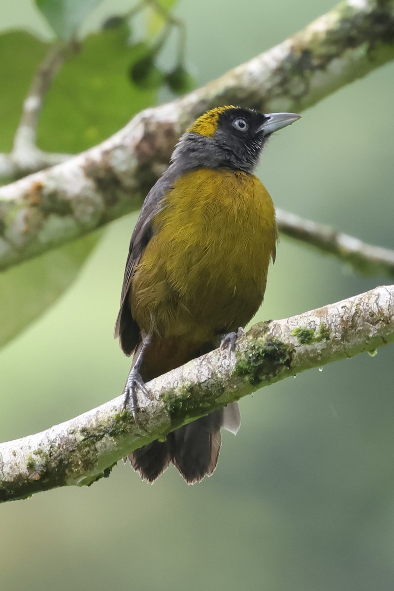 Dusky-faced Tanager - ML637544983