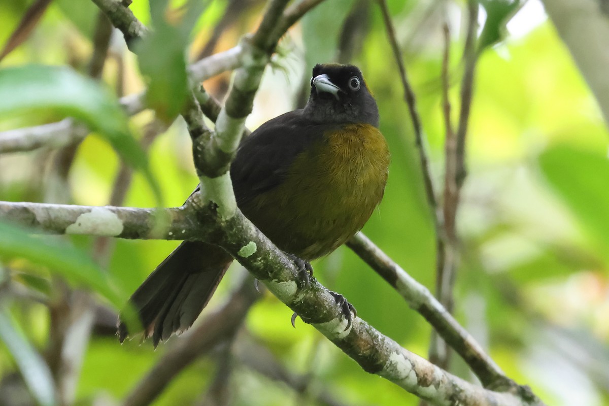 Dusky-faced Tanager - ML637544984