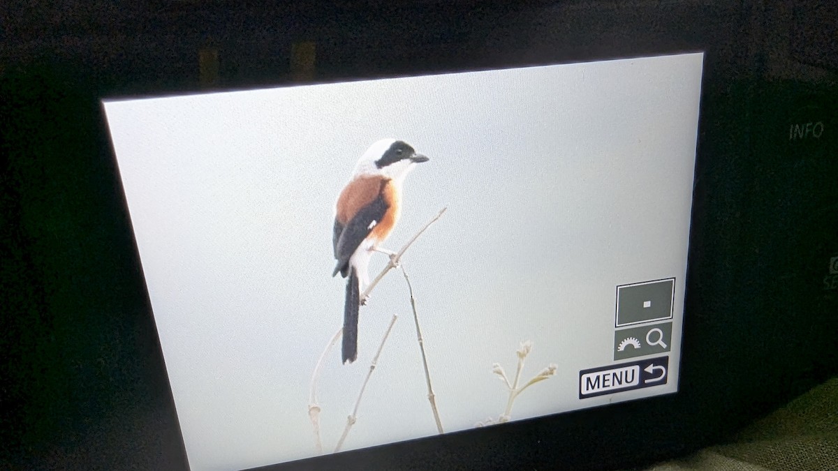 Bay-backed Shrike - ML637544986
