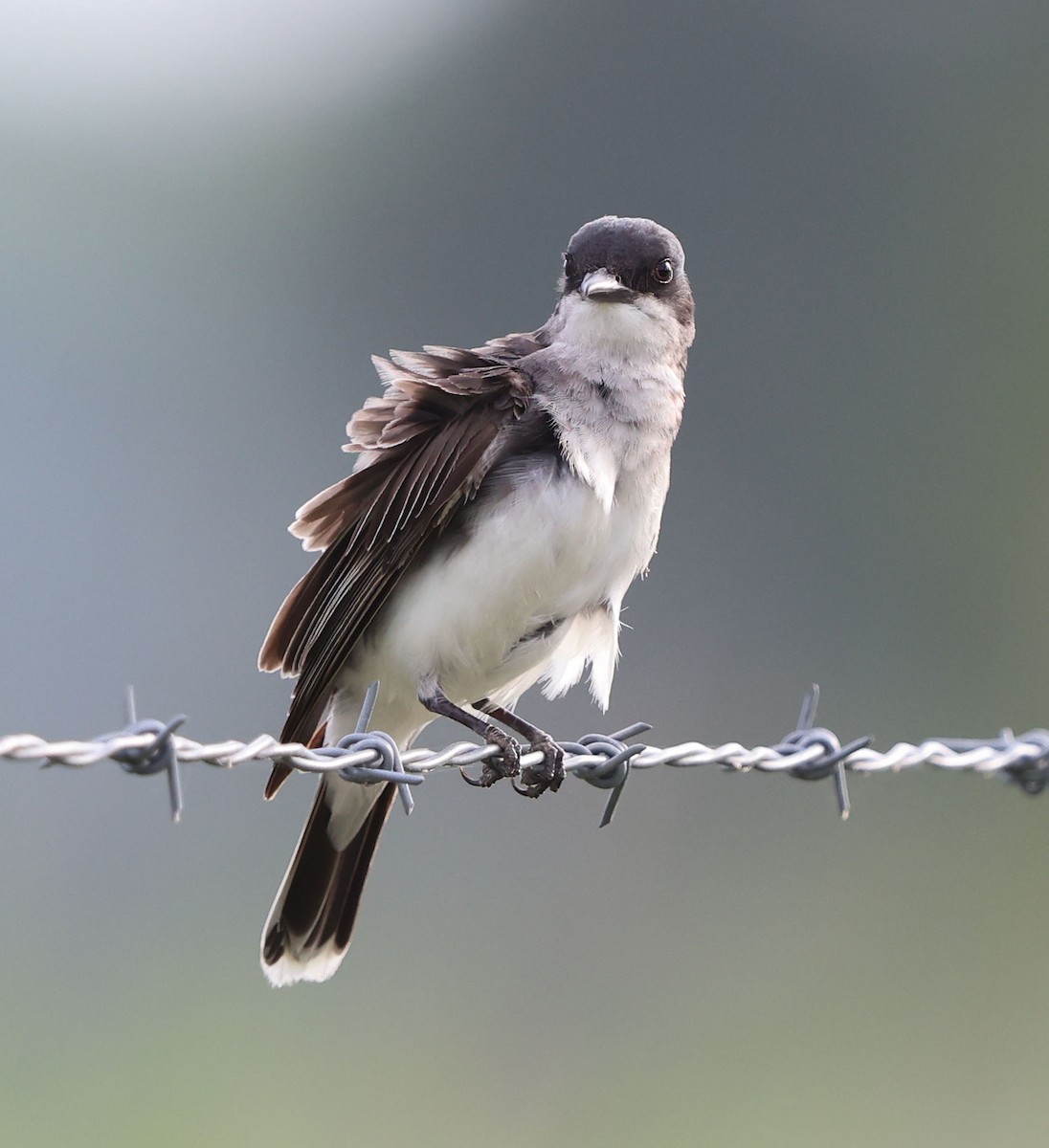 Eastern Kingbird - ML637545013