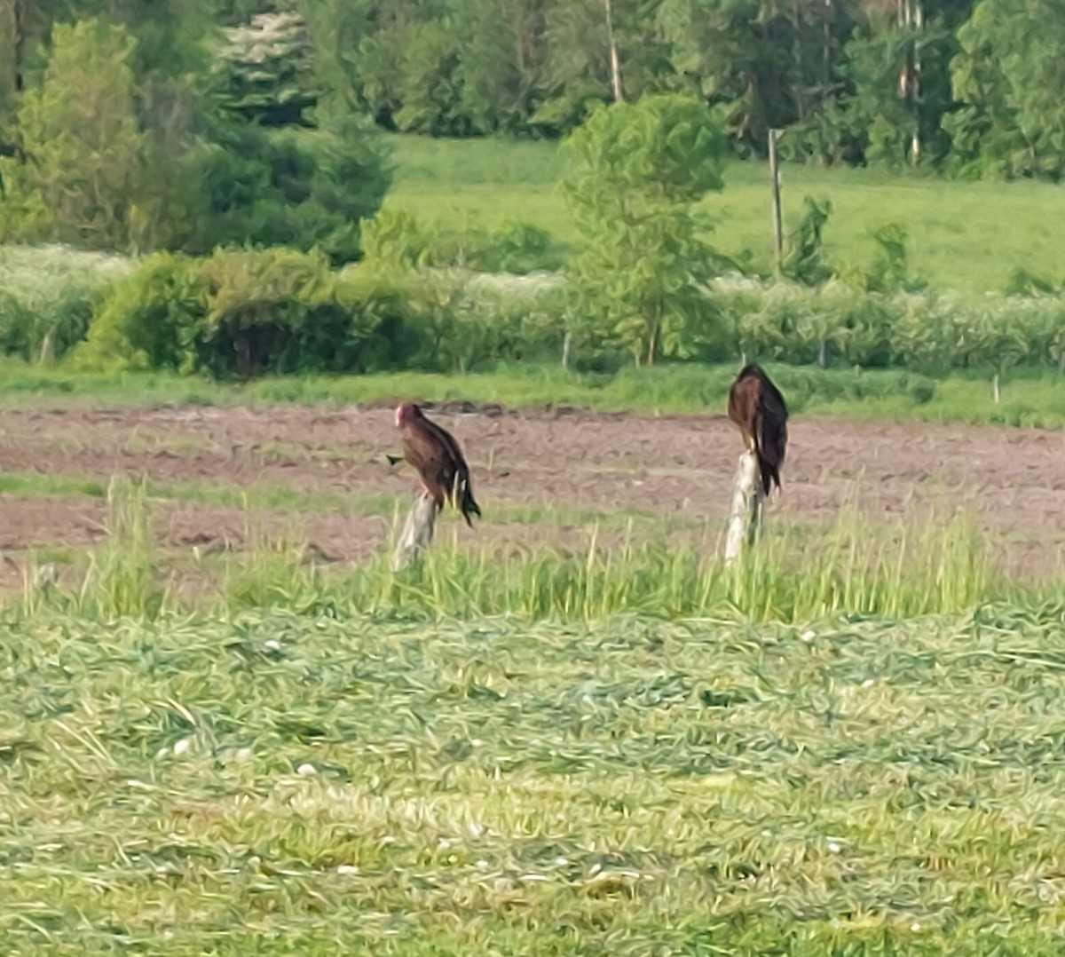 Turkey Vulture - ML637545014