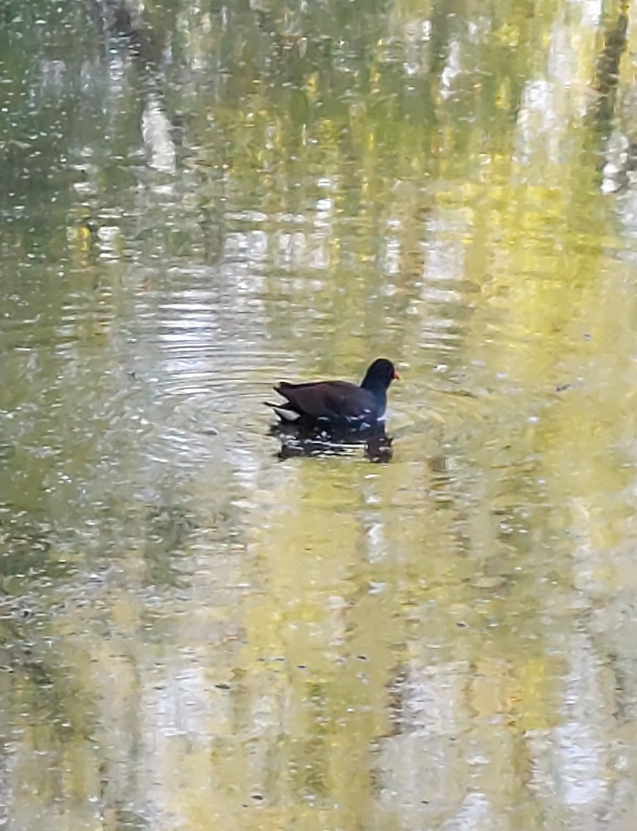 Common Gallinule - ML637545038