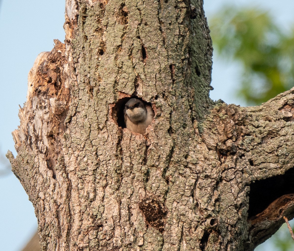 Tree Swallow - ML637545040