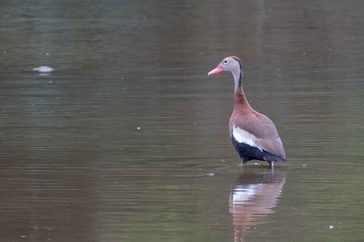Black-bellied Whistling-Duck - ML637545056