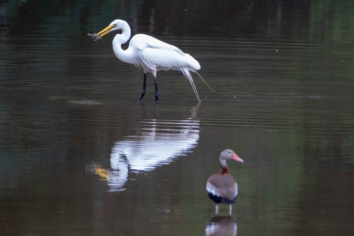 Great Egret - ML637545098