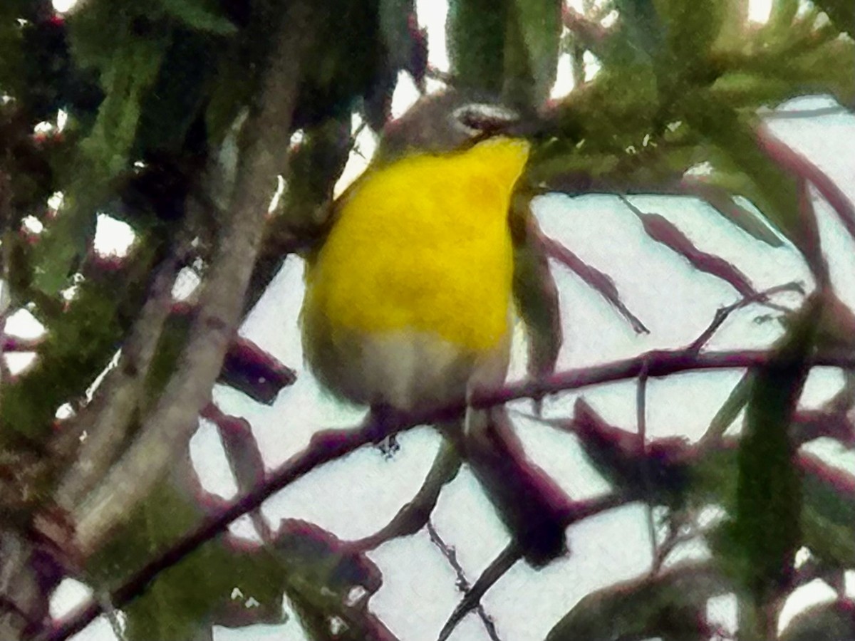 Yellow-breasted Chat - ML637545104