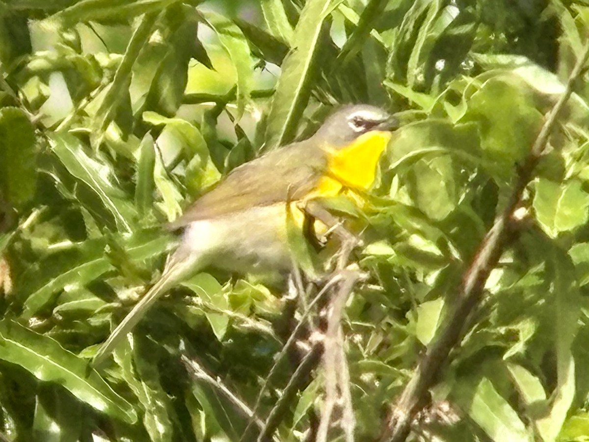 Yellow-breasted Chat - ML637545105